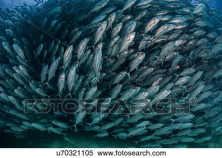 Stock Photography - School of jack fish, underwater view, Cabo San Lucas, Baja California Sur, Mexico, North America. Fotosearch