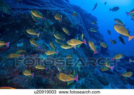 School of yellow fish swimming by seabed rocks, Socorro, Baja California, Mexico View Large Photo Image Stock Image - School of yellow fish swimming by seabed rocks, Socorro, Baja California, Mexico. Fotosearch