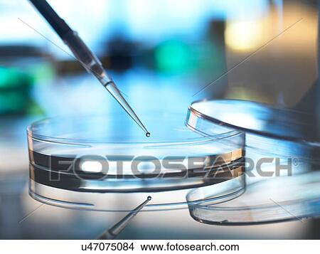 Picture - Scientist pipetting sample into petri dish in laboratory. Fotosearch
