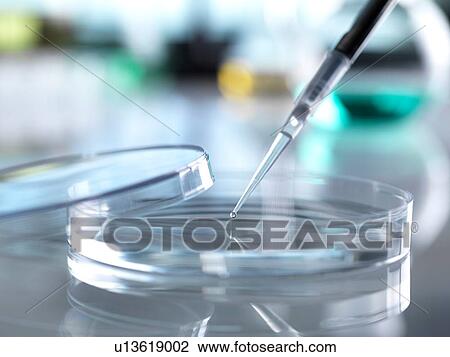 Scientist pipetting sample into petri dish in laboratory View Large Photo Image Stock Image - Scientist pipetting sample into petri dish in laboratory. Fotosearch