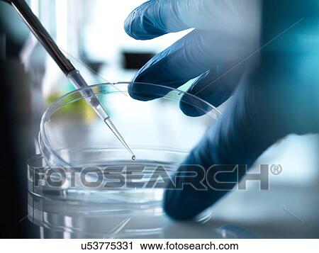 Scientist pipetting sample into petri dish in laboratory View Large Photo Image Stock Image - Scientist pipetting sample into petri dish in laboratory. Fotosearch