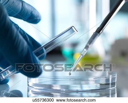Scientist pipetting sample into petri dish in laboratory View Large Photo Image Stock Image - Scientist pipetting sample into petri dish in laboratory. Fotosearch