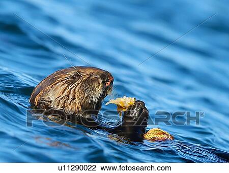 Stock Image - Sea Otter. Fotosearch