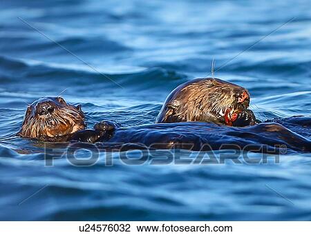 Sea Otter's View Large Photo Image Stock Image - Sea Otter's. Fotosearch