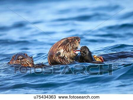 Sea Otter's View Large Photo Image Stock Image - Sea Otter's. Fotosearch