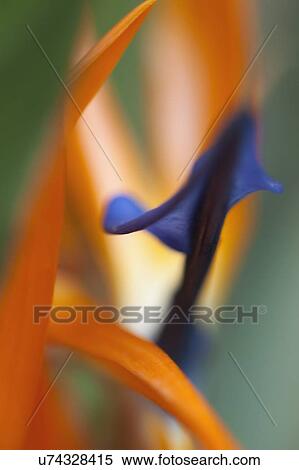 Stock Photography - Selective focus extreme close-up of a bird of paradise (Strelitzia reginae) flower.. Fotosearch