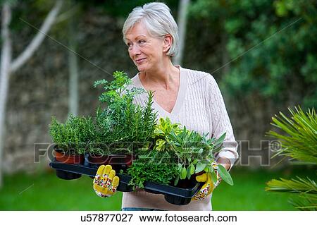 Senior woman in garden, holding plants View Large Photo Image Stock Photo - Senior woman in garden, holding plants. Fotosearch