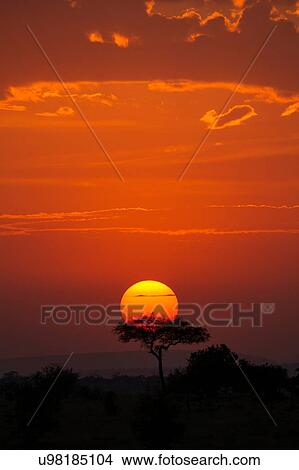 Serengeti National Park, Tanzania View Large Photo Image Picture - Serengeti National Park, Tanzania. Fotosearch