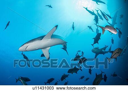 Stock Image - Sharks swimming in sea, Socorro, Baja California. Fotosearch