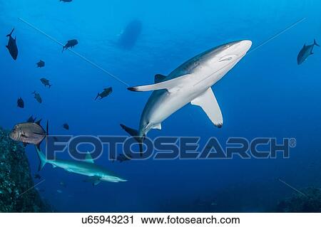 Sharks swimming in sea, Socorro, Baja California View Large Photo Image Stock Image - Sharks swimming in sea, Socorro, Baja California. Fotosearch