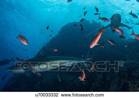Stock Image - Sharks swimming in sea, Socorro, Baja California. Fotosearch