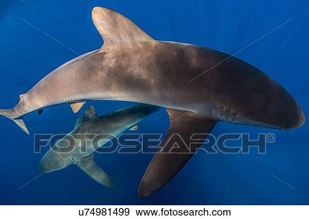 Stock Photo - Sharks swimming in sea, Socorro, Baja California. Fotosearch