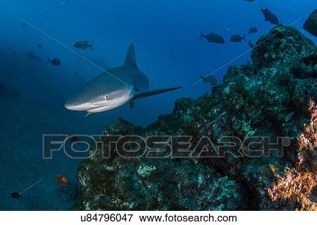 Sharks swimming in sea, Socorro, Baja California View Large Photo Image Stock Photo - Sharks swimming in sea, Socorro, Baja California. Fotosearch