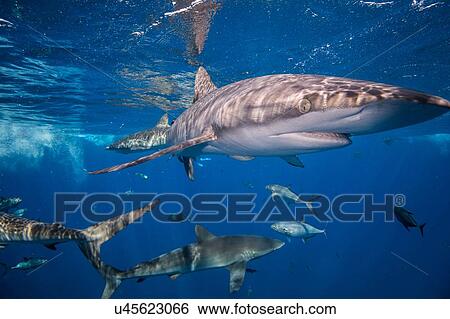 Stock Photograph - Sharks swimming in sea, Socorro, Baja California. Fotosearch