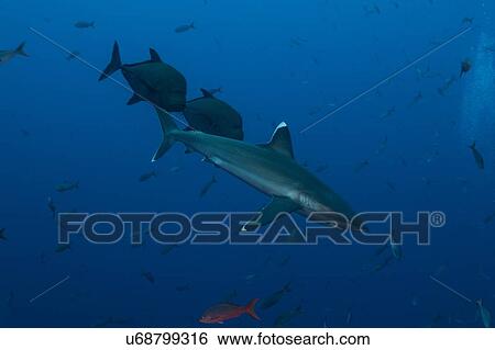 Stock Photograph - Sharks swimming in sea, Socorro, Baja California. Fotosearch