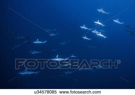 Stock Photography - Sharks swimming in sea, Socorro, Baja California. Fotosearch