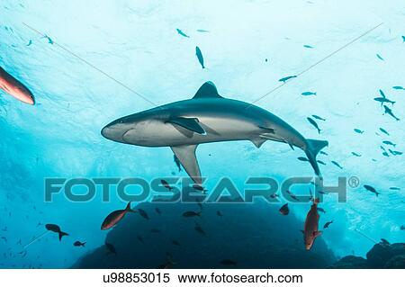 Sharks swimming in sea, Socorro, Baja California View Large Photo Image Stock Photography - Sharks swimming in sea, Socorro, Baja California. Fotosearch