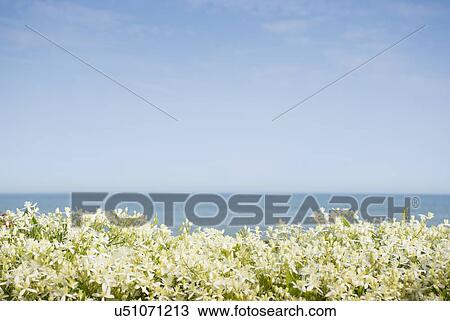 Stock Image - Sky above sea and blooming plants. Fotosearch