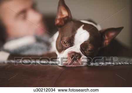 Sleepy boston terrier and man resting on armchair View Large Photo Image Picture - Sleepy boston terrier and man resting on armchair. Fotosearch