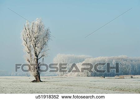 Snow covered tree in a field on a winters day, Den Dool, South Holland, Netherlands View Large Photo Image Stock Image - Snow covered tree in a field on a winters day, Den Dool, South Holland, Netherlands. Fotosearch