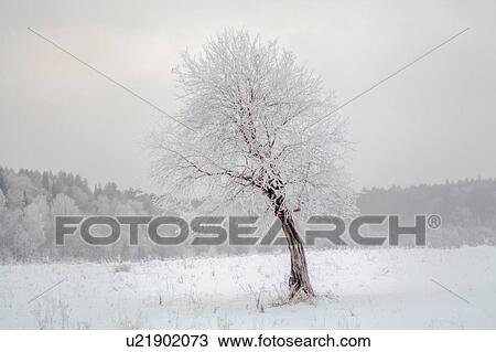 Stock Image - Snow covered tree, Ural, Sverdlovsk, Russia. Fotosearch