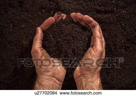 Soil in male gardener's hands. View Large Photo Image Picture - Soil in male gardener's hands.. Fotosearch