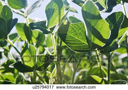 Soy plants, close-up. View Large Photo Image Stock Photo - Soy plants, close-up.. Fotosearch