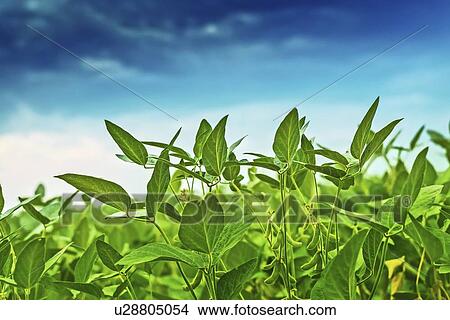 Picture - Soybean crop in field with blue sky.. Fotosearch