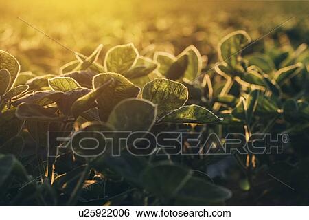 Stock Photograph - Soybean field at sunset, selective focus.. Fotosearch