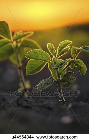 Picture - Soybean plants at sunset.. Fotosearch
