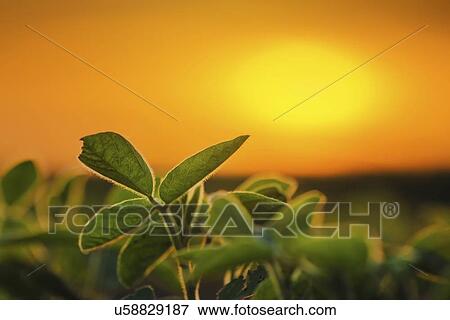 Stock Photo - Soybean plants at sunset.. Fotosearch