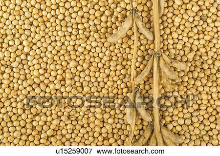 Soybean pods and beans. View Large Photo Image Stock Photo - Soybean pods and beans.. Fotosearch