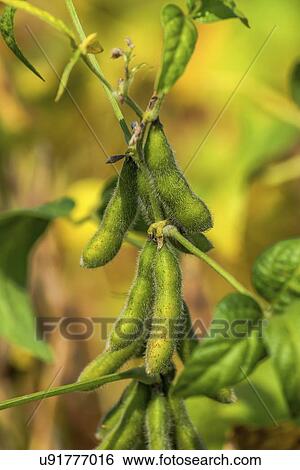 Soybean pods in field. View Large Photo Image Stock Photograph - Soybean pods in field.. Fotosearch