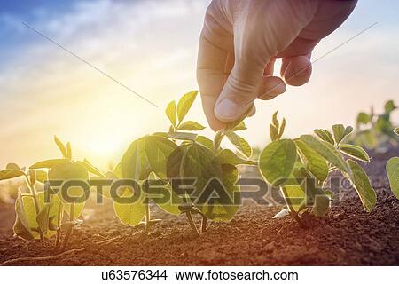Soybean seedlings. View Large Photo Image Picture - Soybean seedlings.. Fotosearch