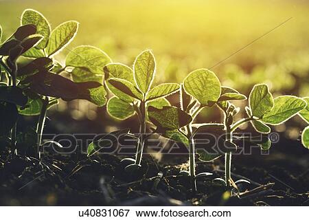 Soybean seedlings. View Large Photo Image Stock Photo - Soybean seedlings.. Fotosearch