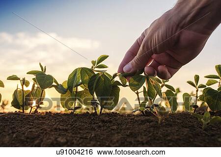 Soybean seedlings. View Large Photo Image Stock Photograph - Soybean seedlings.. Fotosearch