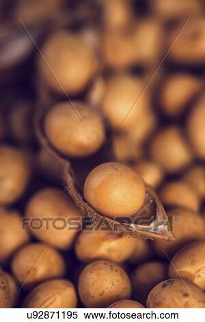 Soybeans, close-up. View Large Photo Image Stock Photography - Soybeans, close-up.. Fotosearch