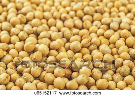 Soybeans. View Large Photo Image Stock Photo - Soybeans.. Fotosearch
