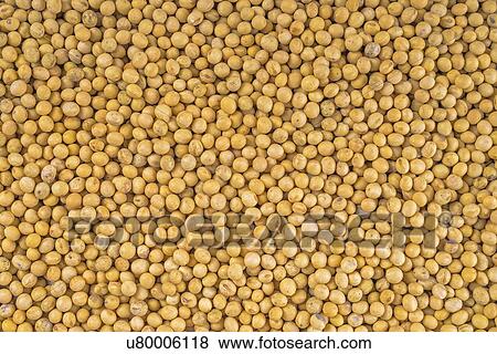 Stock Photo - Soybeans.. Fotosearch