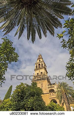 Stock Image - Spain, Andalusia, Cordoba, Minaret of Great Mosque of Crdoba behind trees. Fotosearch