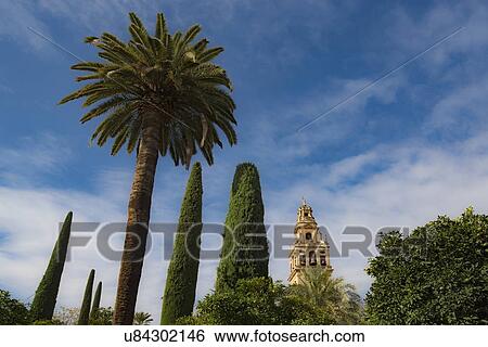 Stock Photograph - Spain, Andalusia, Cordoba, Minaret of Great Mosque of Crdoba behind trees. Fotosearch