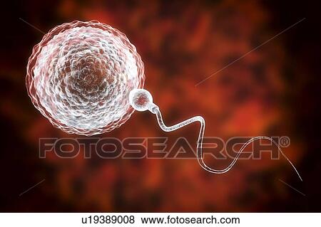 Sperm fertilizing egg, computer illustration. The sperm has an oval head and a hair-like tail which it beats with a whiplash motion to swim. The human female usually produces a single large egg from the ovary, while the male releases some 300 million... View Large Photo Image Stock Photo - Sperm fertilizing egg, computer illustration. The sperm has an oval head and a hair-like tail which it beats with a whiplash motion to swim. The human female usually produces a single large egg from the ovary, while the male releases some 300 million.... Fotosearch