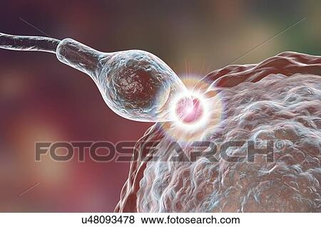 Sperm fertilizing egg, computer illustration. The sperm has an oval head and a hair-like tail which it beats with a whiplash motion to swim. The human female usually produces a single large egg from the ovary, while the male releases some 300 million... View Large Photo Image Stock Photo - Sperm fertilizing egg, computer illustration. The sperm has an oval head and a hair-like tail which it beats with a whiplash motion to swim. The human female usually produces a single large egg from the ovary, while the male releases some 300 million.... Fotosearch