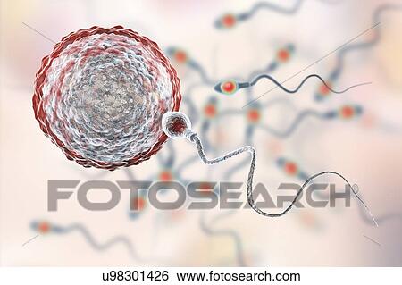 Stock Photograph - Sperm fertilizing egg, computer illustration. The sperm has an oval head and a hair-like tail which it beats with a whiplash motion to swim. The human female usually produces a single large egg from the ovary, while the male releases some 300 million.... Fotosearch