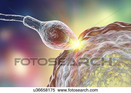 Sperm fertilizing egg, computer illustration. The sperm has an oval head and a hair-like tail which it beats with a whiplash motion to swim. The human female usually produces a single large egg from the ovary, while the male releases some 300 million... View Large Photo Image Stock Photography - Sperm fertilizing egg, computer illustration. The sperm has an oval head and a hair-like tail which it beats with a whiplash motion to swim. The human female usually produces a single large egg from the ovary, while the male releases some 300 million.... Fotosearch