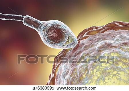 Sperm fertilizing egg, computer illustration. The sperm has an oval head and a hair-like tail which it beats with a whiplash motion to swim. The human female usually produces a single large egg from the ovary, while the male releases some 300 million... View Large Photo Image Stock Photography - Sperm fertilizing egg, computer illustration. The sperm has an oval head and a hair-like tail which it beats with a whiplash motion to swim. The human female usually produces a single large egg from the ovary, while the male releases some 300 million.... Fotosearch