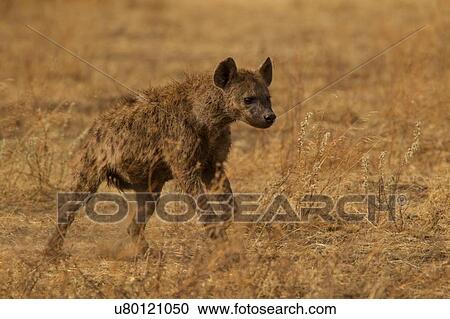 Spotted Hyaena, Crocuta crocuta, Ngorogoro Crater, Tanzania View Large Photo Image Stock Image - Spotted Hyaena, Crocuta crocuta, Ngorogoro Crater, Tanzania. Fotosearch