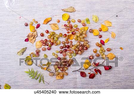 Stock Image - Still life of grapes and autumn leaves. Fotosearch
