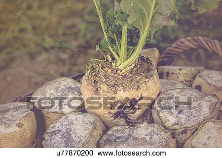 Sugar beet in wicker basket. View Large Photo Image Stock Image - Sugar beet in wicker basket.. Fotosearch
