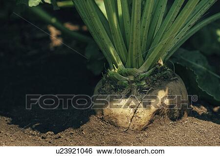 Stock Photograph - Sugar beet root in the ground.. Fotosearch